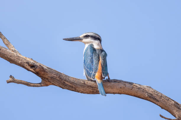 istock Red-backed Kingfisher, Sturt National Park, NSW, Australia 1714348447