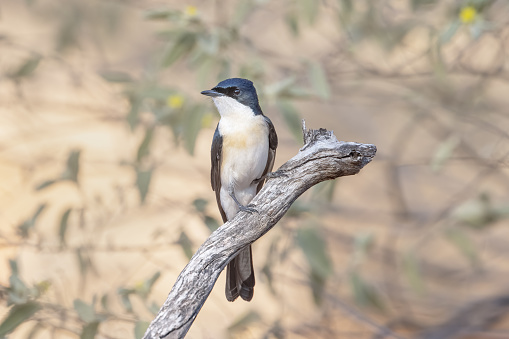 Taxon name: Paperbark Flycatcher\nTaxon scientific name: Myiagra nana\nLocation: Adels Grove, Queensland, Australia