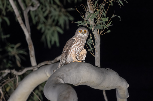 Taxon name: Southern Barking Owl
Taxon scientific name: Ninox connivens connivens
Location: Adel's Grove, Queensland, Australia