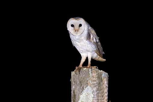 Taxon name: Eastern Barn Owl\nTaxon scientific name: Tyto alba delicatula\nLocation: Atherton Tablelands, Queensland, Australia