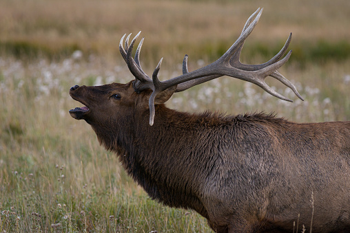 Rocky Mountain Elk during the rut