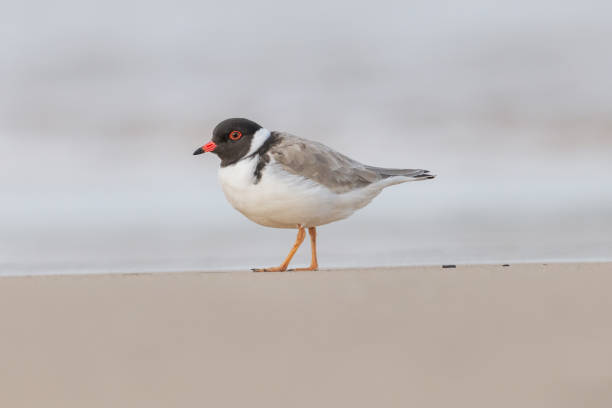 istock Hooded Plover, Ulladulla, NSW, Australia 1714352224