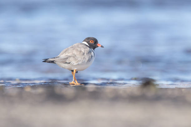 Taxon name: Eastern Hooded Plover\nTaxon scientific name: Thinornis cucullatus cucullatus\nLocation: Ulladulla, NSW, Australia