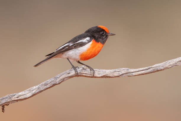 istock Scarlet Robin, Canberra, ACT, Australia 1714353263