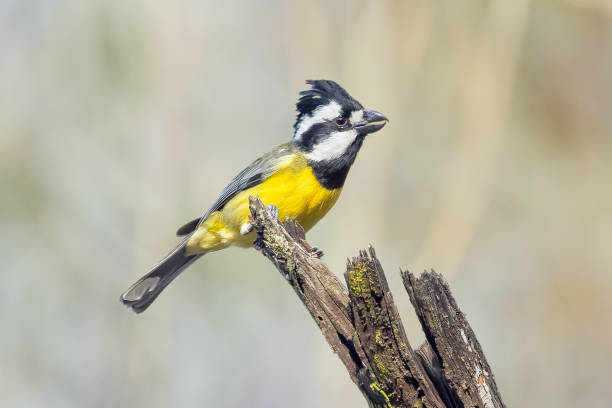 istock Eastern Shrike-tit, Sydney, NSW, Australia 1714353832