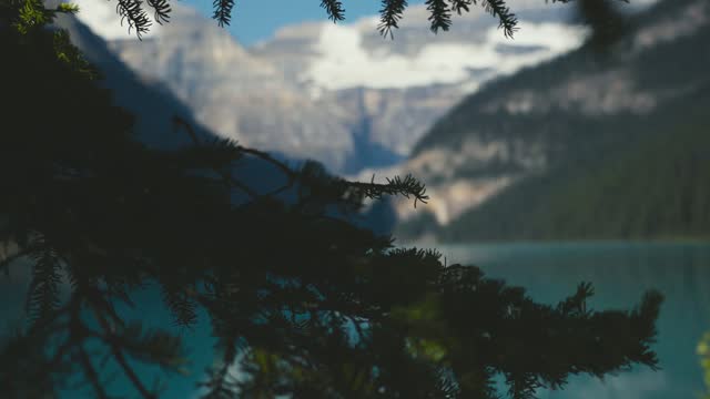 A closeup shot of a pine tree and the scenery of Lake Louise in the Canadien mountains of Alberta in Canada on a cloudy day, with huge mountains in the background