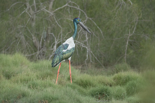 Blue crane called also paradise crane Anthropoides paradisea