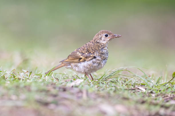 Taxon name: Australian Russet-tailed Thrush\nTaxon scientific name: Zoothera heinei heinei\nLocation: Brisbane, QLD, Australia