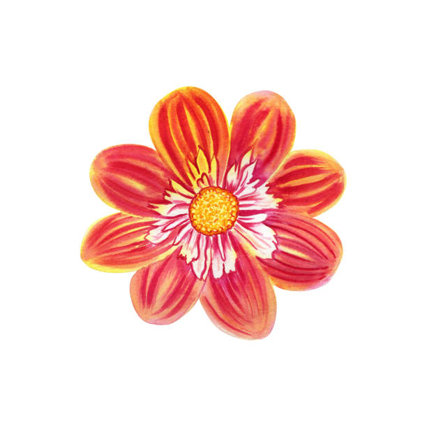 istock Dahlia flower watercolor illustration. Hand drawn realistic botanical image for postcards and invitations. 1714358812