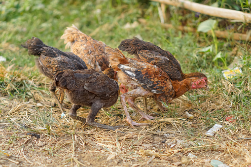 A group of young chickens looking for food in the meadow near the vegetable garden