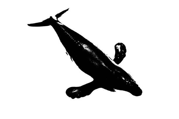 black silhouette of fish with fin and tail isolated on white background