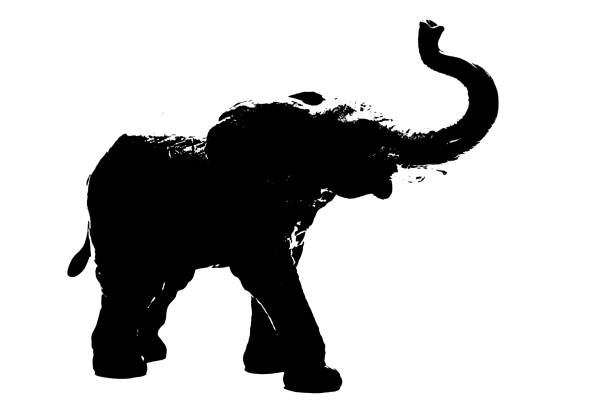 Asian elephant isolated on white