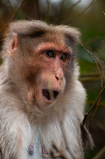 A portrait of Rhesus Monkey (Rhesus Macaque) with fever and runny nose