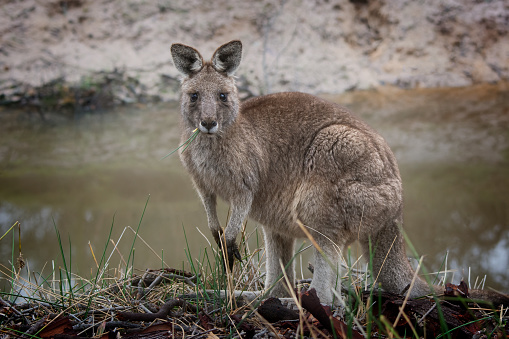 the bridled nailtail wallaby is hiding in the tall grass