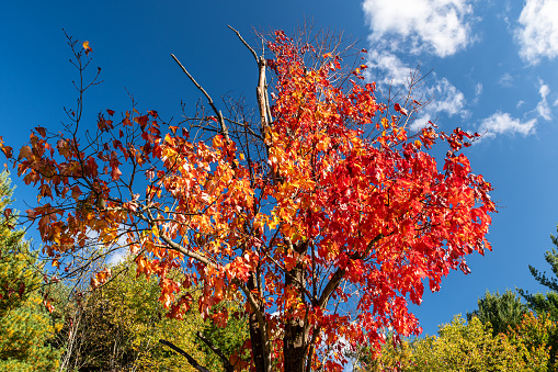 A partially dead tree with its leaves changing in fall in Tidioute, Pennsylvania, USA on a sunny fall day