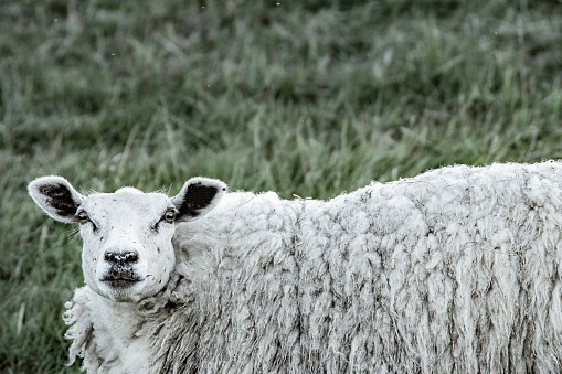 Bleating sheep on a green meadow with its mouth wide open