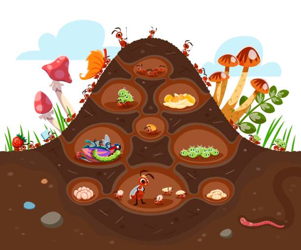 Cartoon anthill colony at soil, ant characters Cartoon anthill colony at soil. Funny ant characters. Isolated vector insects in formicary consisting of tunnels and chambers filled with foods, larvas or aphids. Each ant has specific roles and tasks termite queen stock illustrations