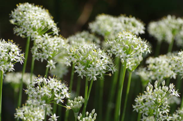 istock Chinese chive flowers 1714444684