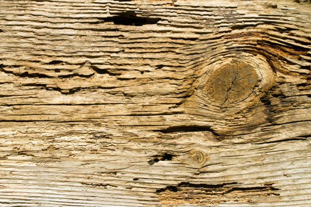 Old wood with knots and wormholes. The texture of old wood.