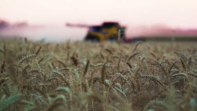 Ripe wheat field with iconic spikes, blurry focus on combine harvester in back