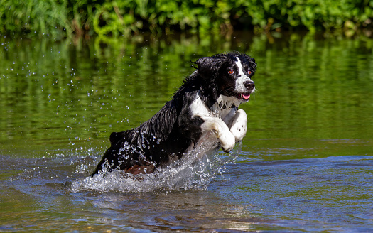 Border Collie dog playing in the river