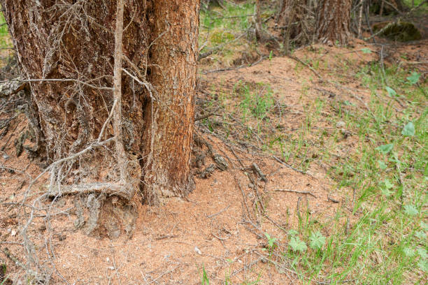 istock Tree trunk on the background of dry pine needles. 1714490890