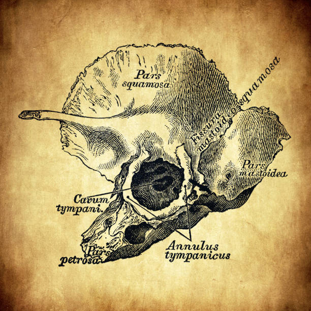Temporal 80+ Temporal Bone Stock Illustrations, Royalty-Free Vector Graphics ...