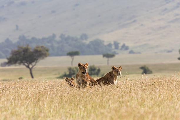 istock Group of lions in the grass 171450421