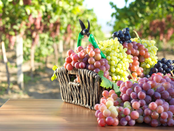 czerwone winogrono i winnic - berry fruit pink vibrant color leaf zdjęcia i obrazy z banku zdjęć