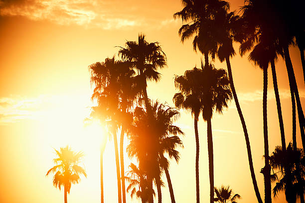 palme bei sonnenuntergang auf den california – usa - southern california palm tree beverly hills california california stock-fotos und bilder