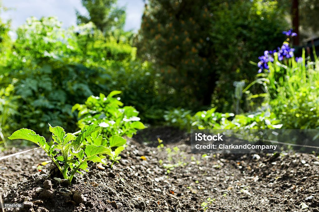 Biodynamic Ogród warzywny - Zbiór zdjęć royalty-free (Jarzyna)