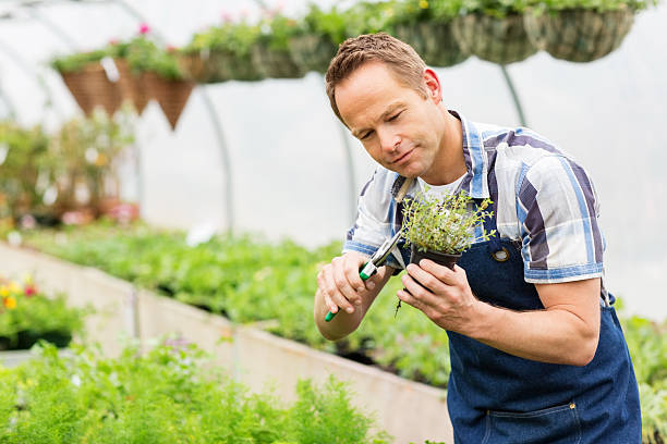 Man Pruning Small Potted Plant
