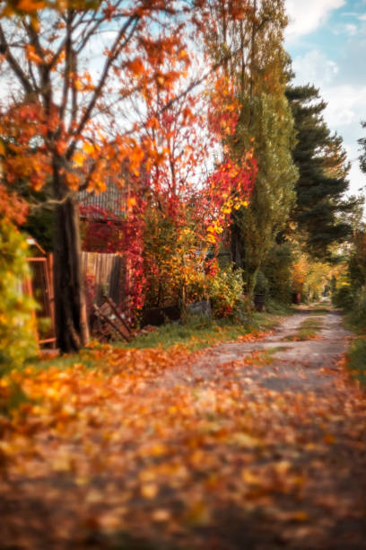 istock Road in the autumn forest. Leaf fall 1714513069