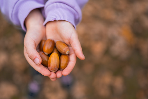 Close up of many acorns in girl hands. Fall season. Autumn nature