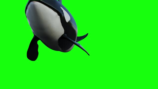 Orca whale Swimming and pass