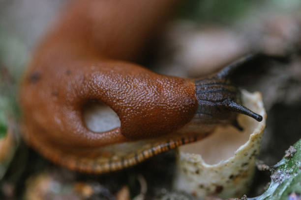 Red slug eating a mushroom