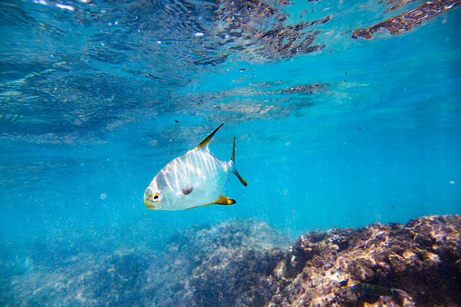 A silver fish with black stripes and yellow fins swimming in the ocean. The fish is swimming near the surface of the water, which is a deep blue color. The water is clear, and you can see the coral reef below the fish. The background consists of the ocean floor and other fish swimming in the background.