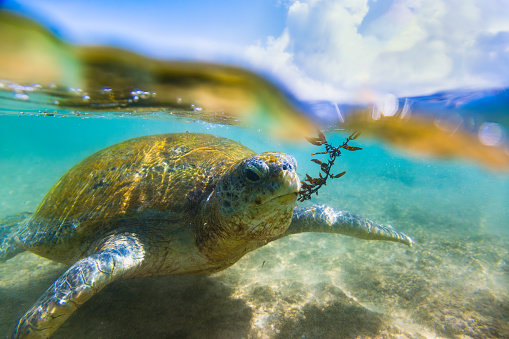 A green sea turtle swimming in the ocean. The turtle is brown and green in color and has a large shell on its back. The turtle is swimming near the surface of the water, and the sky and clouds are visible in the background. The turtle has a piece of seaweed in its mouth. The water is a beautiful turquoise color, and the sandy ocean floor is visible in the background. The image is taken from a low angle, making the turtle appear larger than life. Shot taken in Hikkaduwa.