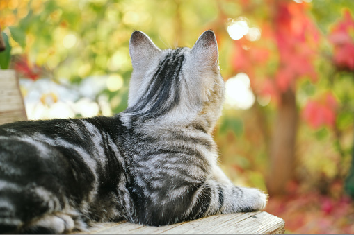 Grey stripped cute young cat sitting outdoor, fall or autumn colorful background. Back view