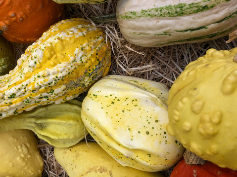 Cute small pumpkins and patissons in the store. Idea for decoration. High quality photo