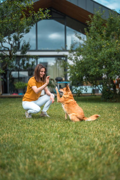 istock Young Caucasian Woman Teaching Her Dog High Five 1714540501