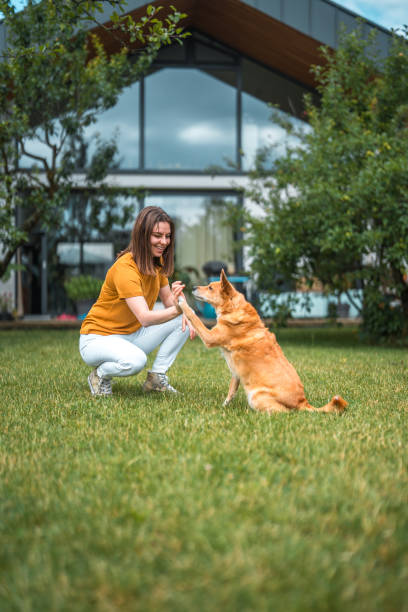 istock Brown-Haired Caucasian Female Dog Trainer Teaching a Dog High Five 1714541016