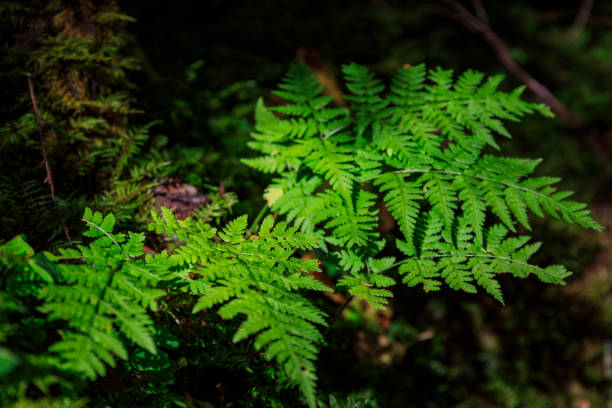 istock Beautiful fern leaf in the summer forest. Poland 1714543206