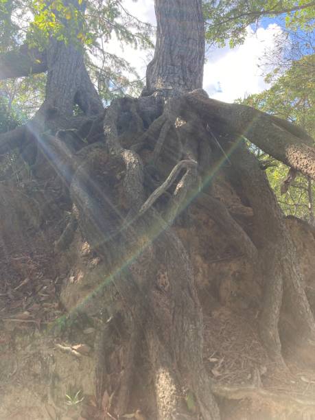 istock The roots of a tree where the sunlight shines through 1714551087