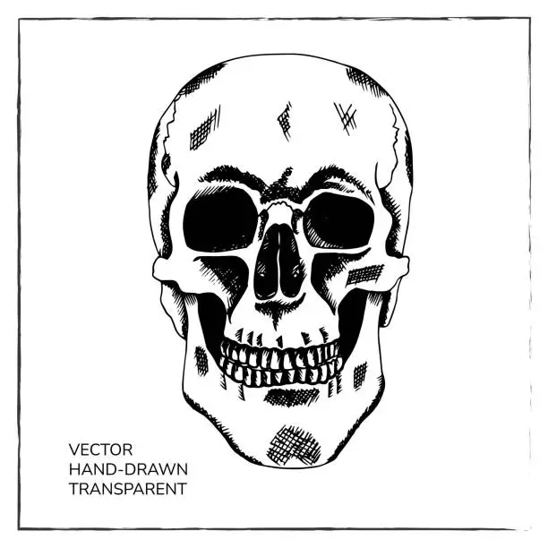 Vector illustration of Hand drawn human skull en face