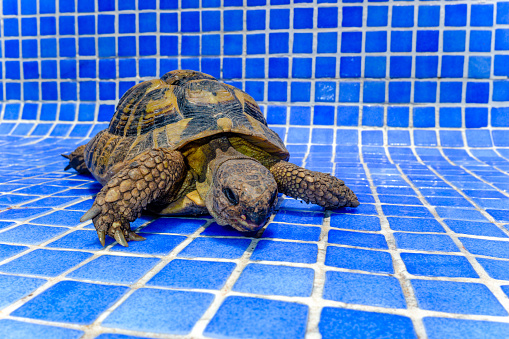 A turtle in a blue tiled pool bed.