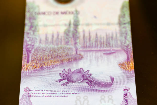 50 Pesos bill from 2023 featuring an Ajolote, an endangered amphibian, and a scene form Xochimilco, UNESCO World Heritage Site.