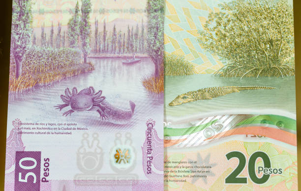 istock 50 and 20 Pesos bill from 2023 with Ajolote 1714568733