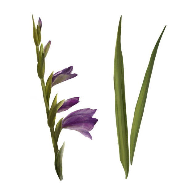 aquarellgladiole, handgezeichnete digitale illustration. satz blumen isoliert auf weißem hintergrund - white background isolated on white isolated gladiolus stock-grafiken, -clipart, -cartoons und -symbole