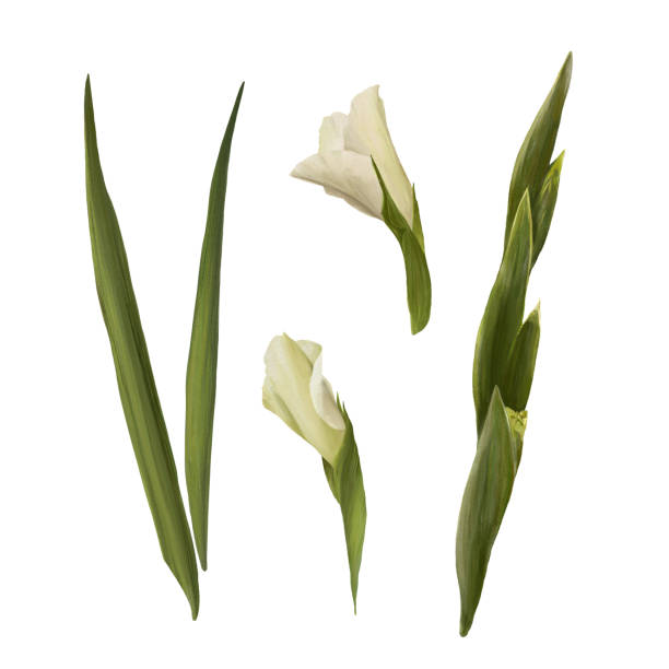 aquarellgladiole, handgezeichnete digitale illustration. satz blumen isoliert auf weißem hintergrund - white background isolated on white isolated gladiolus stock-grafiken, -clipart, -cartoons und -symbole